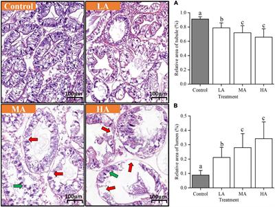 Long-Term Ammonia Toxicity in the Hepatopancreas of Swimming Crab Portunus trituberculatus: Cellular Stress Response and Tissue Damage